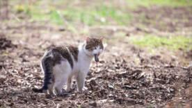 Кошка принесла в дом мёртвую мышь или птицу: учёные рассказали, зачем животные так делают/Фото: pexels Кошка принесла в дом мёртвую мышь или птицу: учёные рассказали, зачем животные так делают