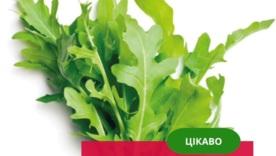 Вона, як і броколі, містить глюкозинолати, що при подрібненні утворюють сульфорафан та еруцин – потужні детоксиканти, антиоксиданти, протизапальні та потенційно протипухлинні агенти Вона, як і броколі, містить глюкозинолати, що при подрібненні утворюють сульфорафан та еруцин – потужні детоксиканти, антиоксиданти, протизапальні та потенційно протипухлинні агенти