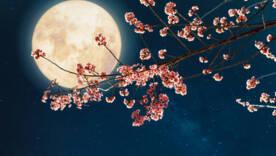 Цветочная Луна: какие сюрпризы готовит полнолуние 12 мая/Фото: istockphoto Цветочная Луна: какие сюрпризы готовит полнолуние 12 мая
