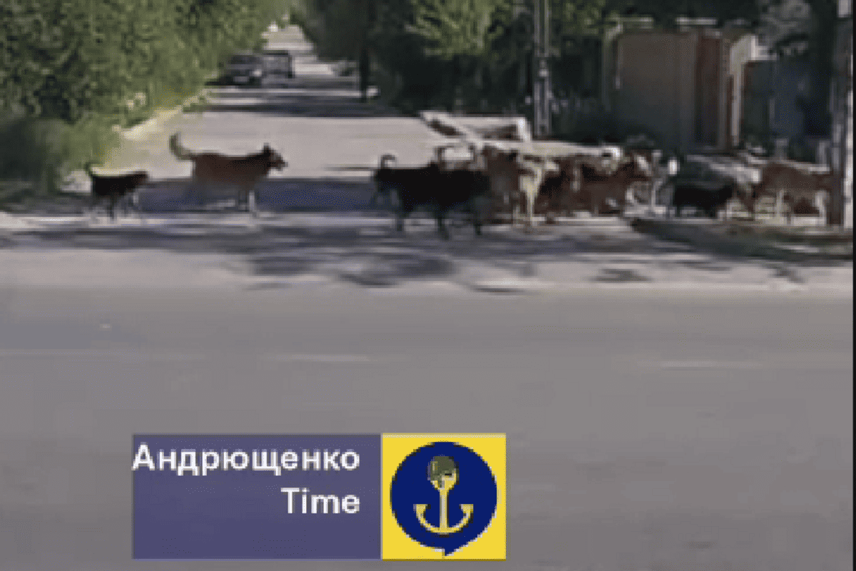 Маріуполь безпритульні собаки 