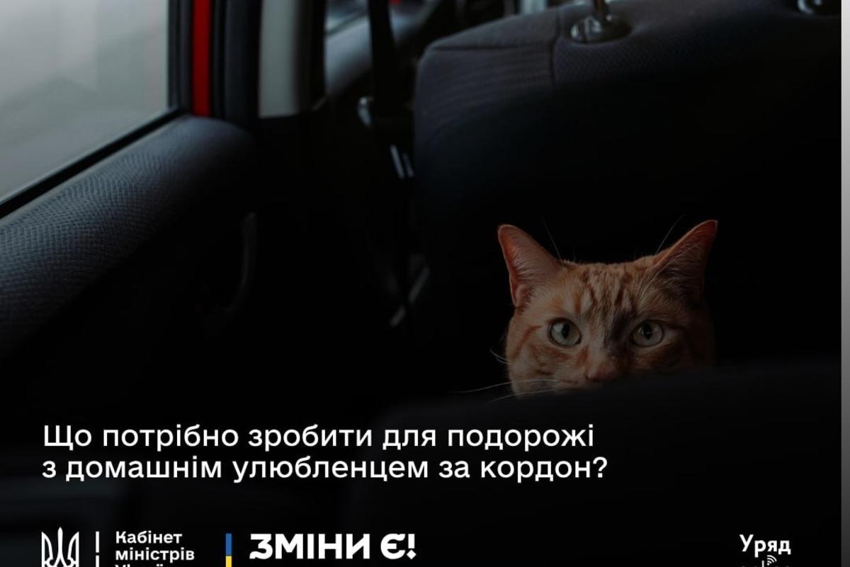 Чи готовий ваш пес або кіт до мандрівки? Діють нові правила перетину кордону / Фото: ТГ Уряд Online Чи готовий ваш пес або кіт до мандрівки? Діють нові правила перетину кордону