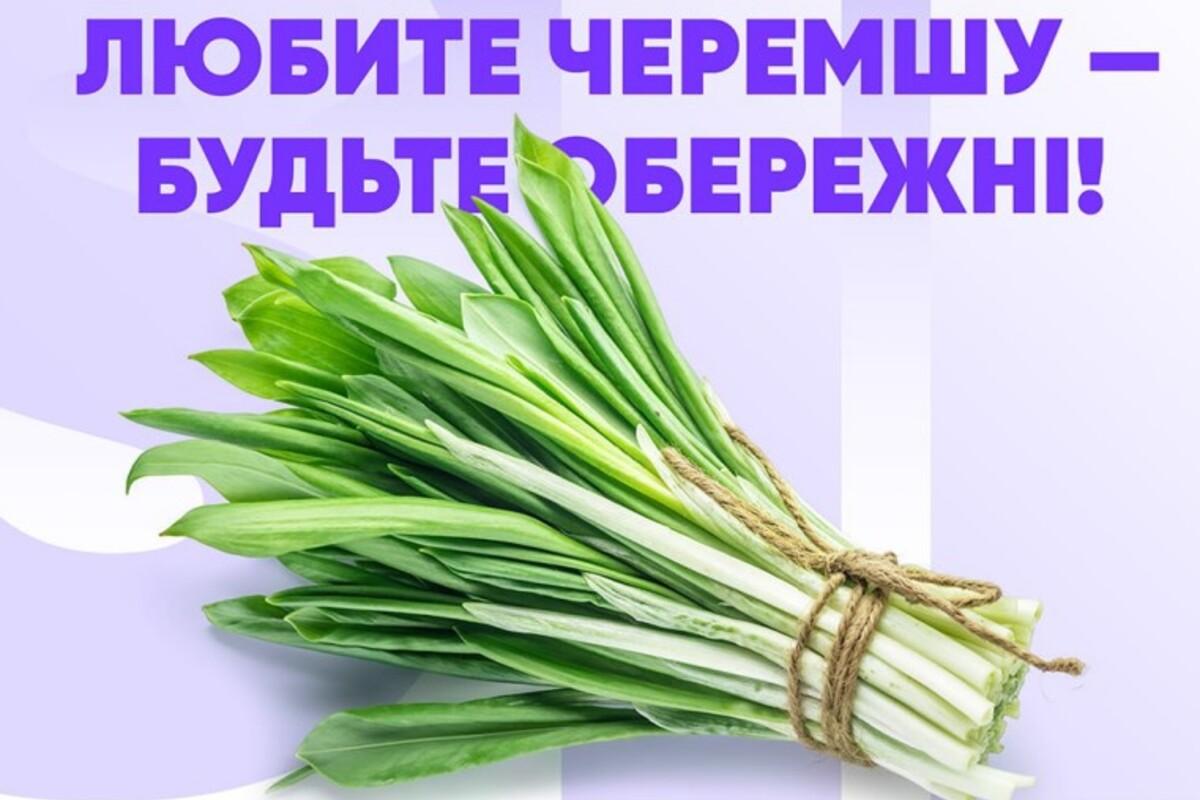 Черемша – весняний суперфуд: Факти та застереження щодо отруйних "близнюків"