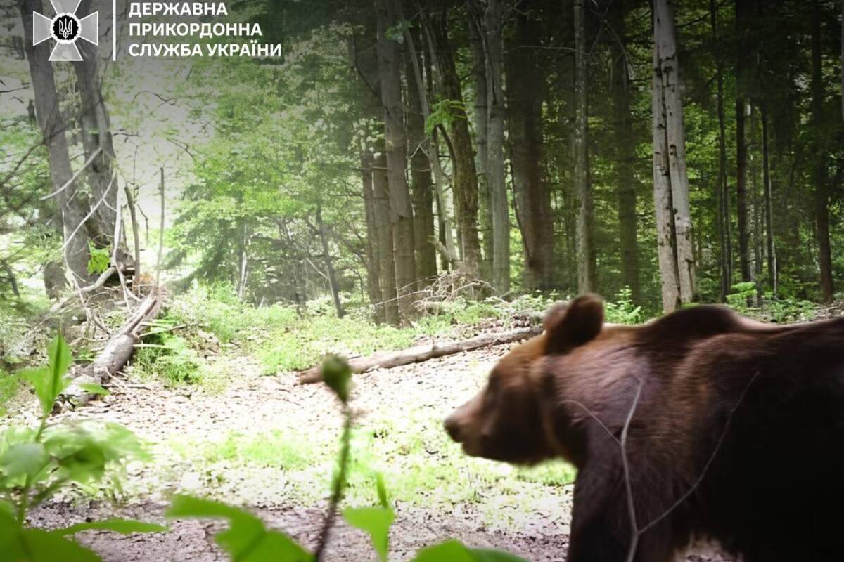 Ведмідь потрапив в об'єктив камер прикордонників на кордоні Ведмідь потрапив в об'єктив камер прикордонників на кордоні