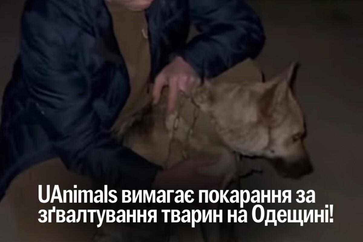 Ужасное преступление в Одесской области: собаку изнасиловали, UAnimals требует ответственности Ужасное преступление в Одесской области: собаку изнасиловали, UAnimals требует ответственности