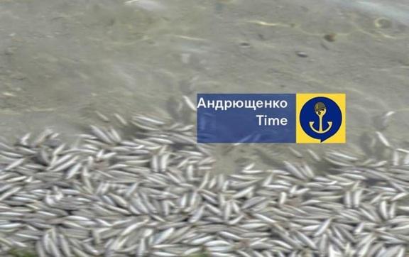 Азовский берег смерти: рыба дохнет, пострадают ли люди? / Фото: ТГ Андрющенко Time Азовский берег смерти: рыба дохнет, пострадают ли люди?