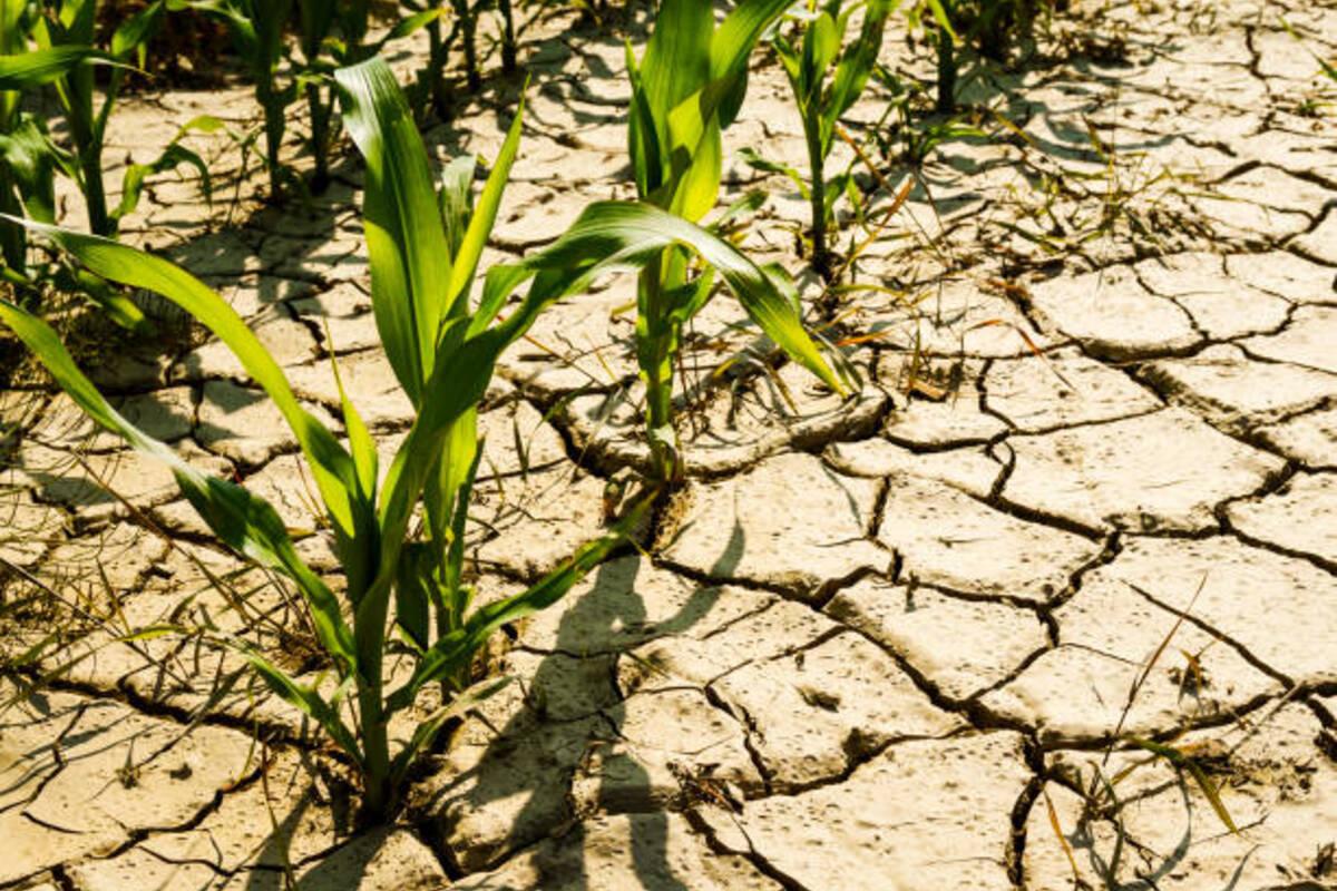 Україна висихає: невтішний прогноз до 2050 року – що буде далі/Фото: istock Україна висихає: невтішний прогноз до 2050 року – що буде далі