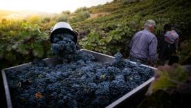 Глобальное потепление неумолимо влияет: украинские виноградники мигрируют на север/Фото: pexels Глобальное потепление неумолимо влияет: украинские виноградники мигрируют на север