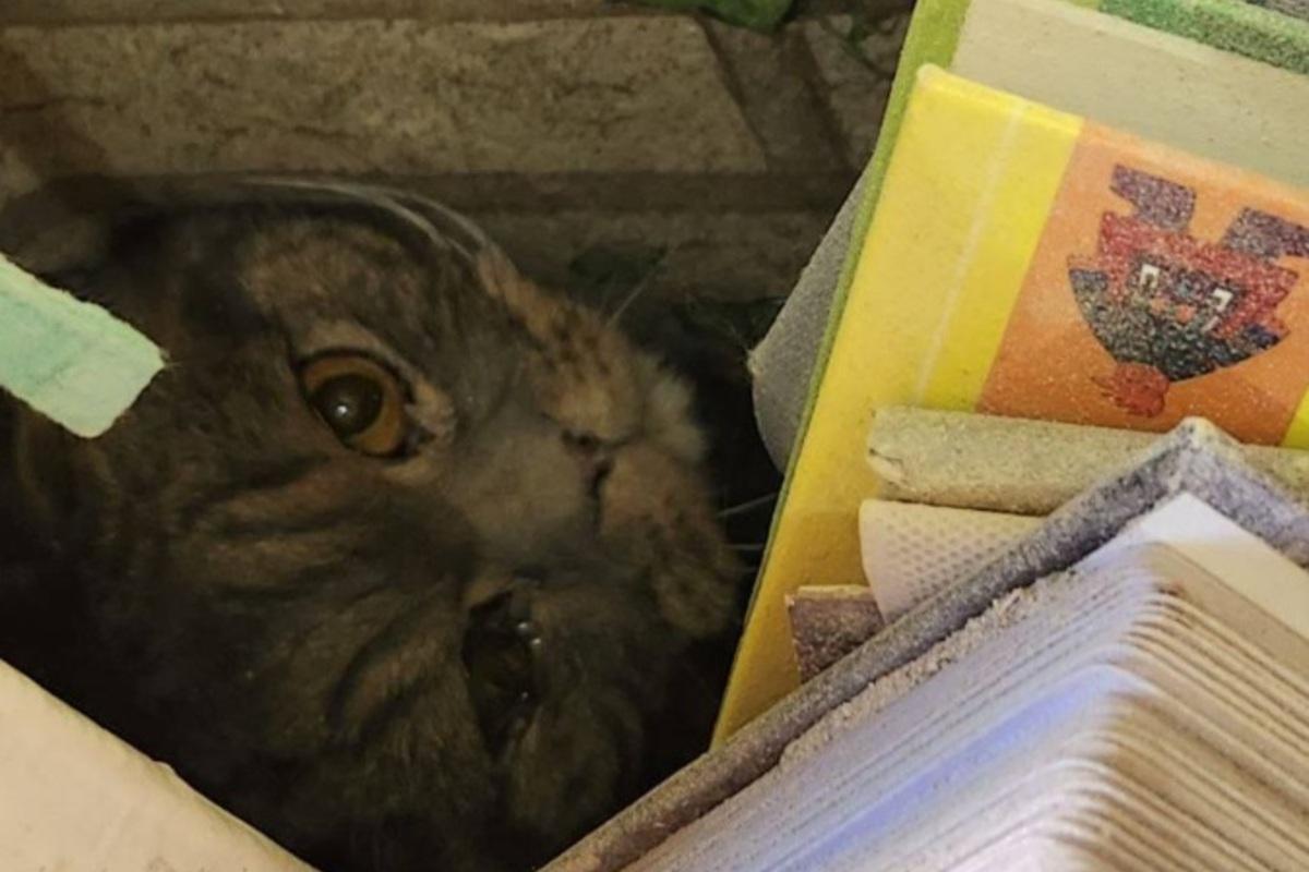 Под завалами в Киеве нашли того, кого не ждали: 10 часов жизни между обломками