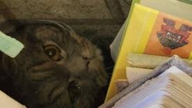 Под завалами в Киеве нашли того, кого не ждали: 10 часов жизни между обломками / Фото: Facebook Kyiv Animal Rescue Group Под завалами в Киеве нашли того, кого не ждали: 10 часов жизни между обломками