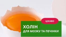 Холін – не просто "вітамін", а ключ до блискучої пам'яті й здоров'я, який ми ігноруємо Холін – не просто "вітамін", а ключ до блискучої пам'яті й здоров'я, який ми ігноруємо