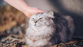 Идеи, как назвать своего кота или кошку / Фото: Pixabay Какую выбрать кличку для своего кота или кошки