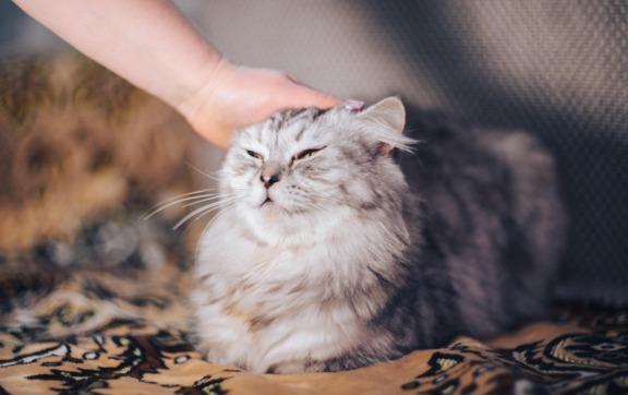 Идеи, как назвать своего кота или кошку / Фото: Pixabay Какую выбрать кличку для своего кота или кошки
