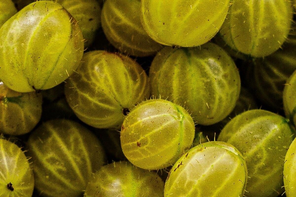 У сезон аґрусу не пропусти рецепт освіжаючого компоту на зиму / Фото: Unsplash У сезон аґрусу не пропусти рецепт освіжаючого компоту на зиму / Фото: Unsplash