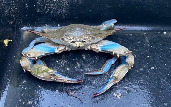 В Черном море обнаружили опасный краб: какую угрозу он несет (фото, видео) 