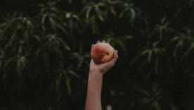 "Манго – вкусная сладкая клетчатка": полезное интервью с врачом ко Дню манго "Манго – вкусная сладкая клетчатка": полезное интервью с врачом ко Дню манго