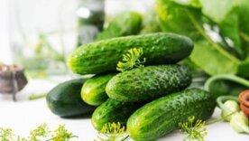 От грядки до банки: как сохранить летний вкус маринованных огурцов?/Фото: depositphotos От грядки до банки: как сохранить летний вкус маринованных огурцов?