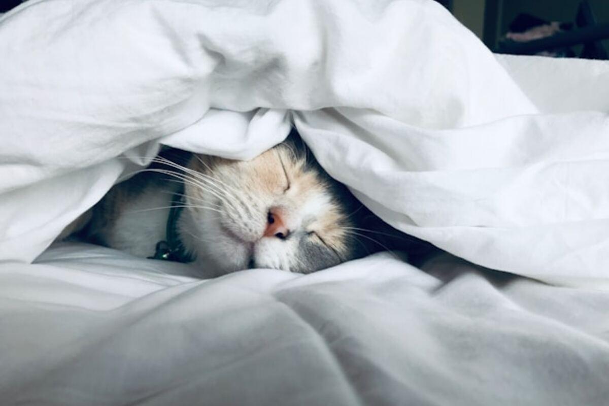 Сон — это не отдых: учёные наконец-то поняли, зачем он нужен/Фото: Kate Stone Matheson/Unsplash Сон — это не отдых: учёные наконец-то поняли, зачем он нужен