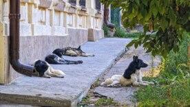 Катастрофа с животными: как увеличивается проблема бездомных собак в Мариуполе/Фото: telegram Катастрофа с животными: как увеличивается проблема бездомных собак в Мариуполе