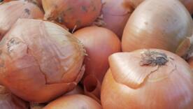 Холодна весна "вкусила" український врожай: цибулі буде на чверть менше/Фото: pexels Холодна весна "вкусила" український врожай: цибулі буде на чверть менше