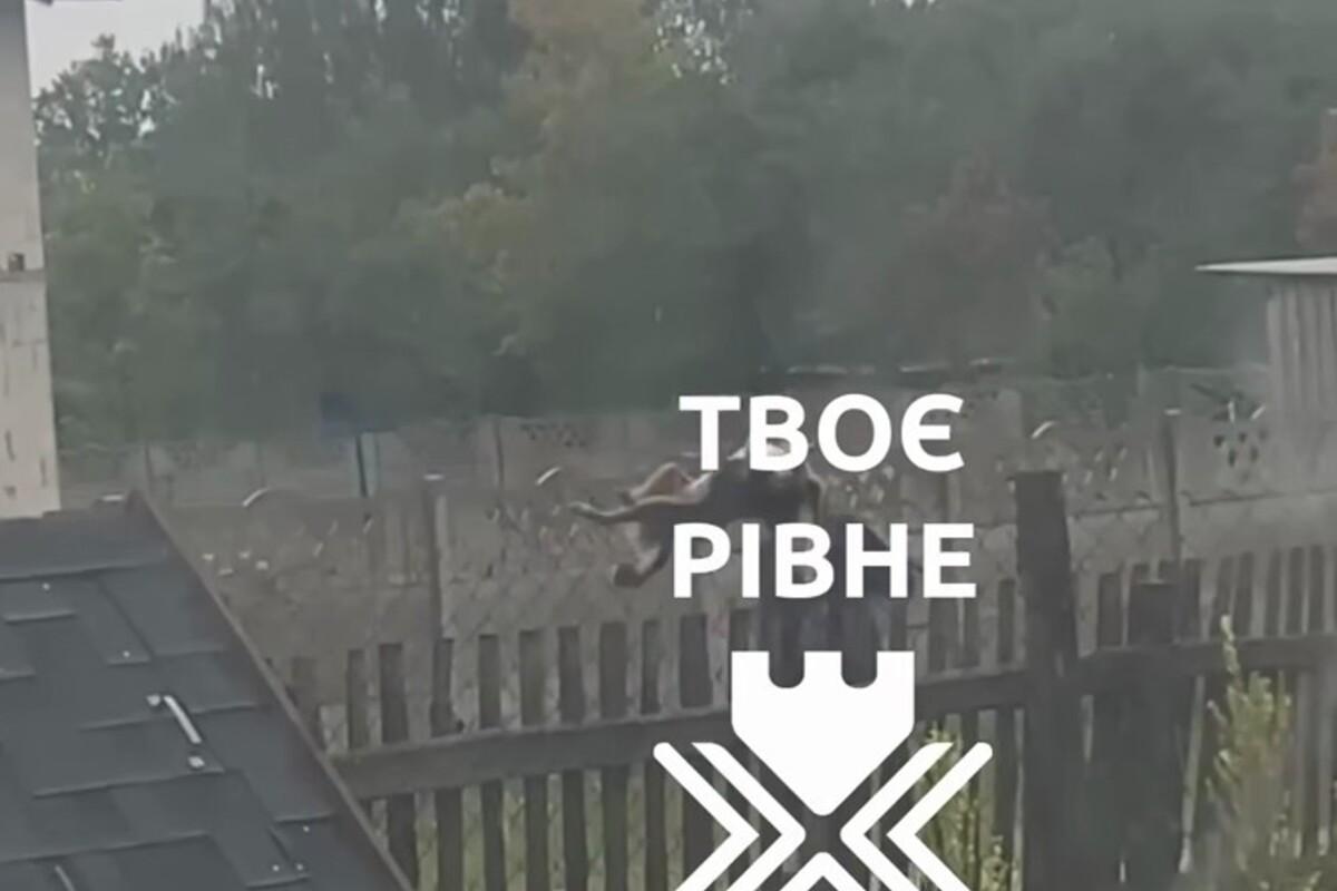 На Рівненщині чоловік вбив тварину вилами, а його родичі погрожують тим, хто виступив проти злочину