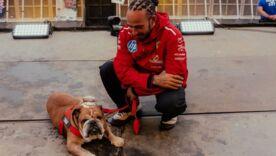 Фото: https://www.instagram.com/lewishamilton / Автор неизвестен Льюис Хэмилтон со своим псом Роско