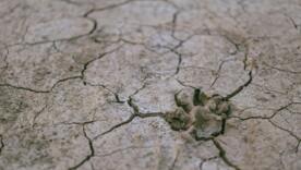 Водяной кризис во Франции: власти объявили чрезвычайные меры из-за засухи