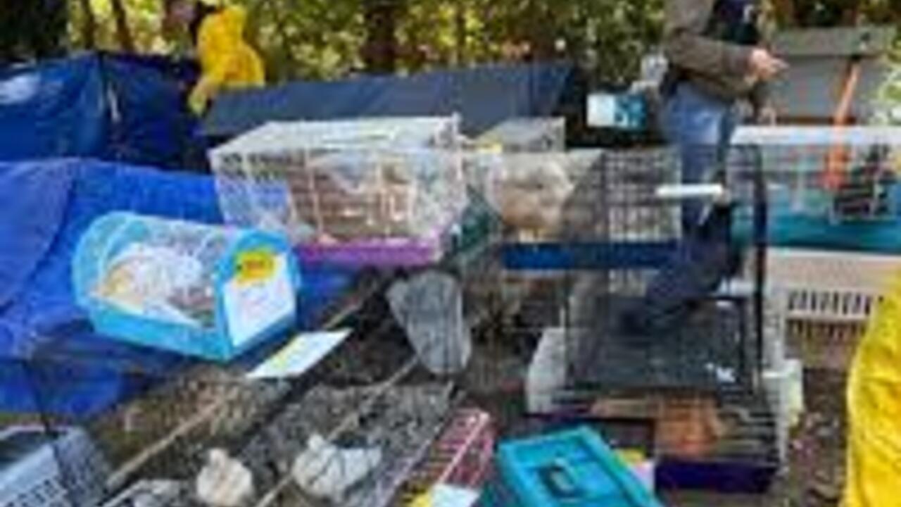 Клітка замість допомоги: шокуюча знахідка в будинку в Нью-Йорку