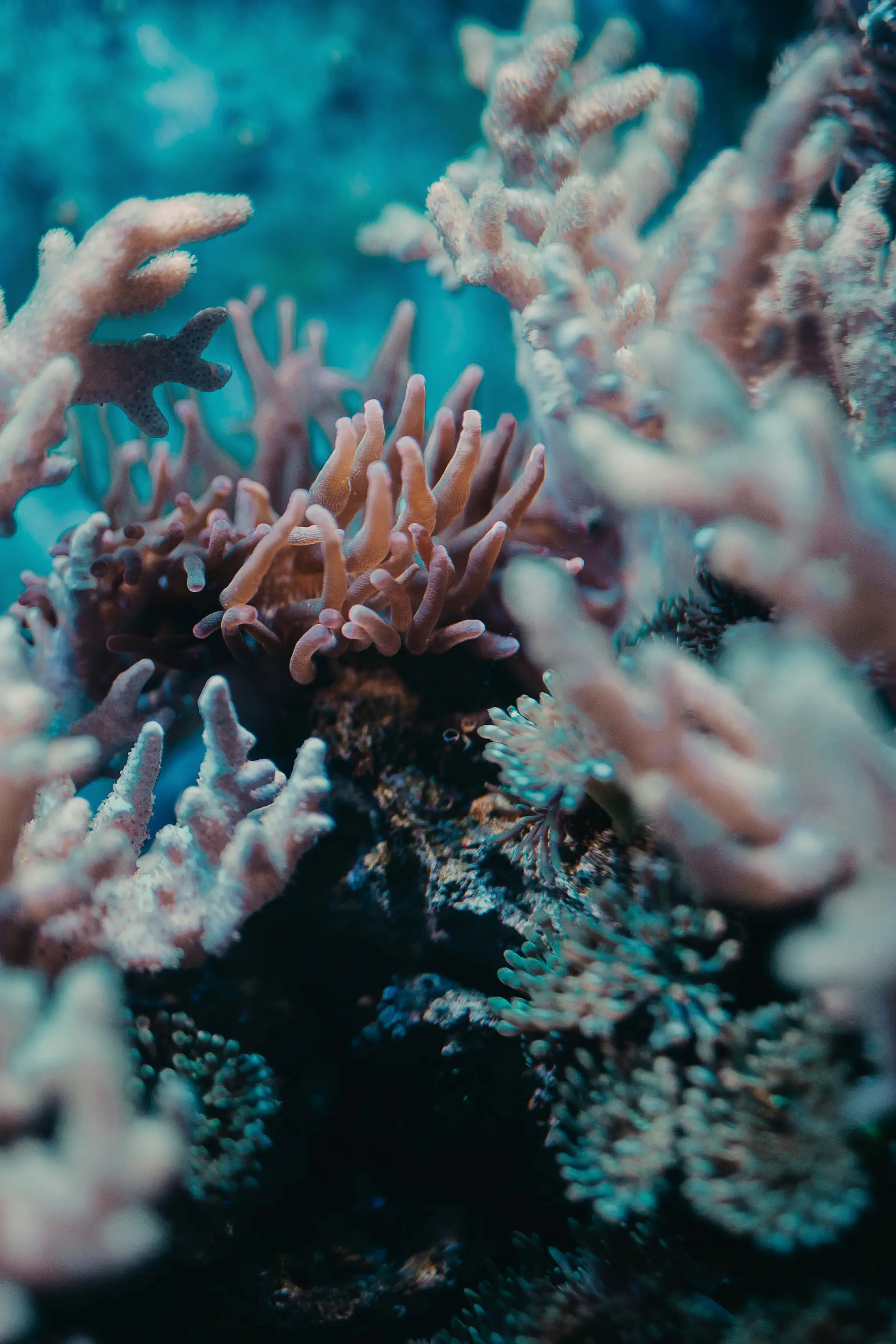 Коллапс Амазонии и океанических течений теперь под угрозой при +1,5°C/Фото: Unsplash