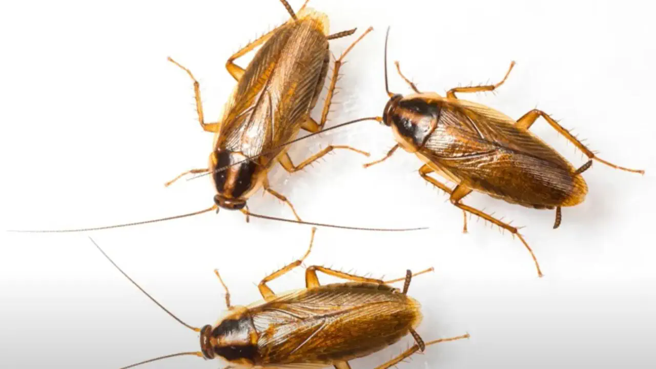 Особенно разрушительными являются немецкие тараканы (Blatella germanica)