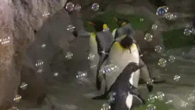 пингвины милые видео с животными