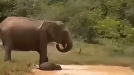 Видео стало хитом Сети