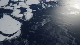 Глубоководное зрение: ИИ-инструмент раскрывает секреты морского дна Антарктиды в реальном времени