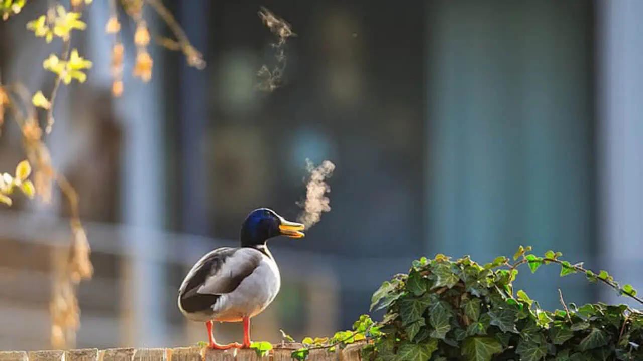 Юмор без слов: Nikon выбирает самых смешных обитателей дикой природы