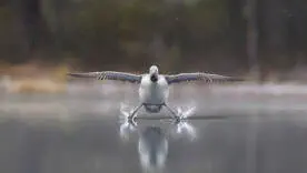 Животные