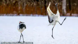 Животные