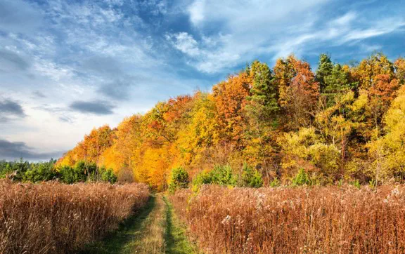 Наступного тижня очікуються дощі, часом поривчастий вітер та незначні коливання температури повітря.