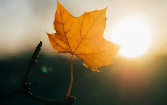 Тепло до +18 і сонце: синоптик обіцяє ідеальну осінню погоду 30 жовтня