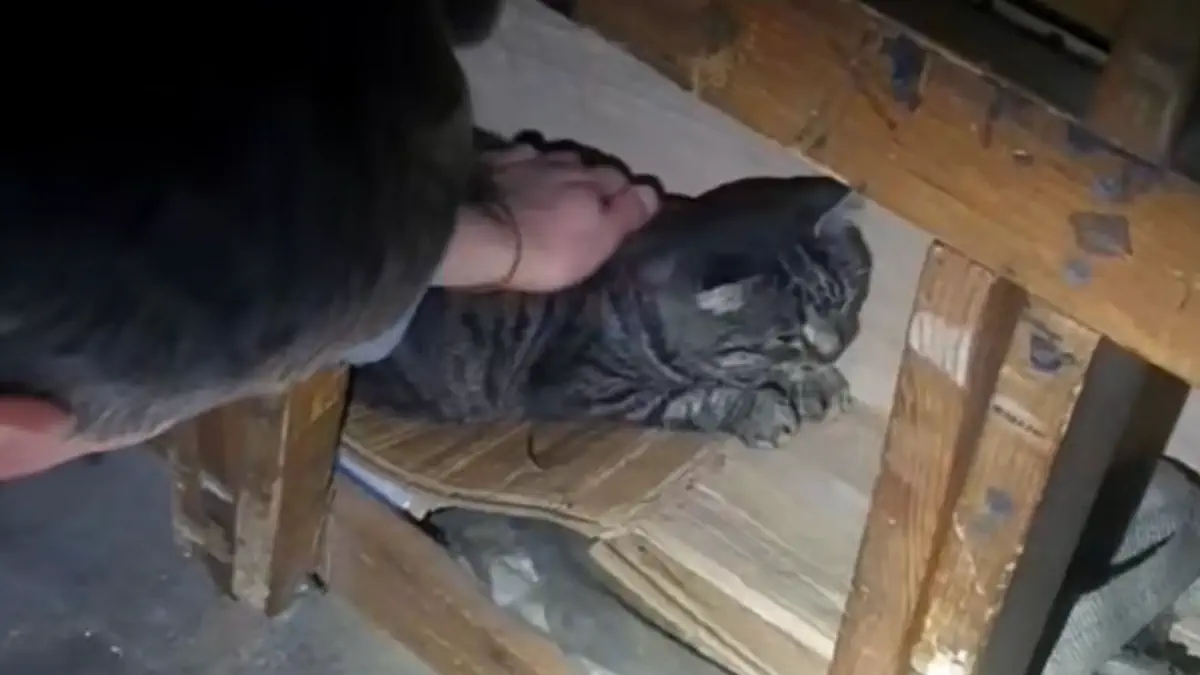 Як кіт здійснив самостійну "евакуацію" та став символом незламності тварин