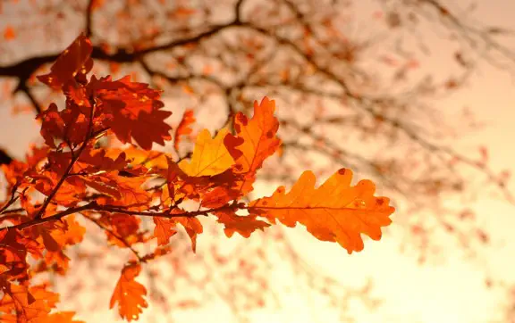 Листопад очікується на території України теплішим за норму та з відносно невеликою кількістю опадів.