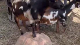 кумедні відео з тваринами 