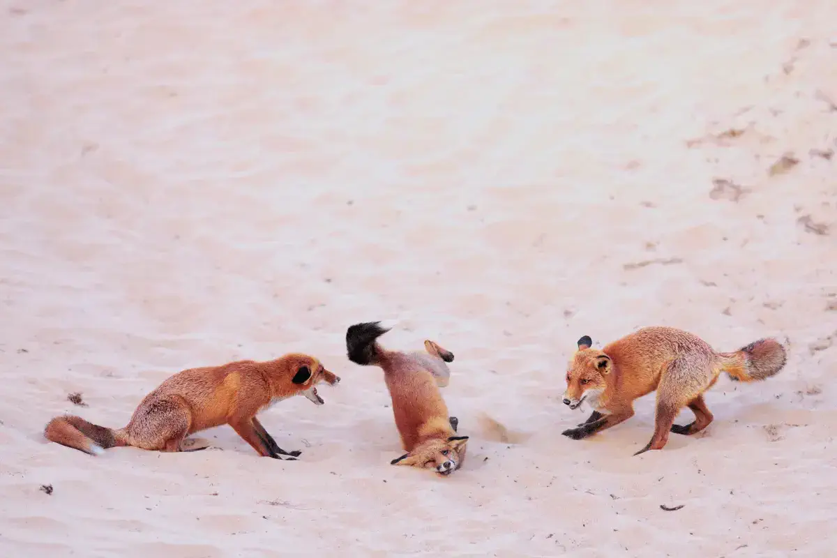 Nikon Comedy Wildlife Awards