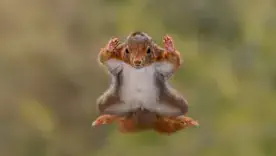 Nikon Comedy Wildlife Awards