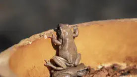 Nikon Comedy Wildlife Awards