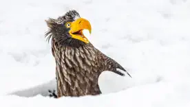 Nikon Comedy Wildlife Awards