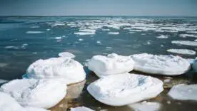 Біологія в шоці: риби, які не замерзають в крижаній воді
