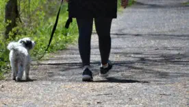 Скільки хвилин насправді потрібно вигулювати собаку щодня: норми від ветеринара