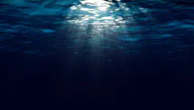 Новый хищник из морских глубин меняет представление о жизни в океане — что показало исследование