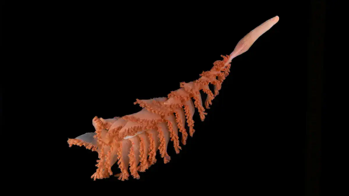 Фото: Оcean Сensus
