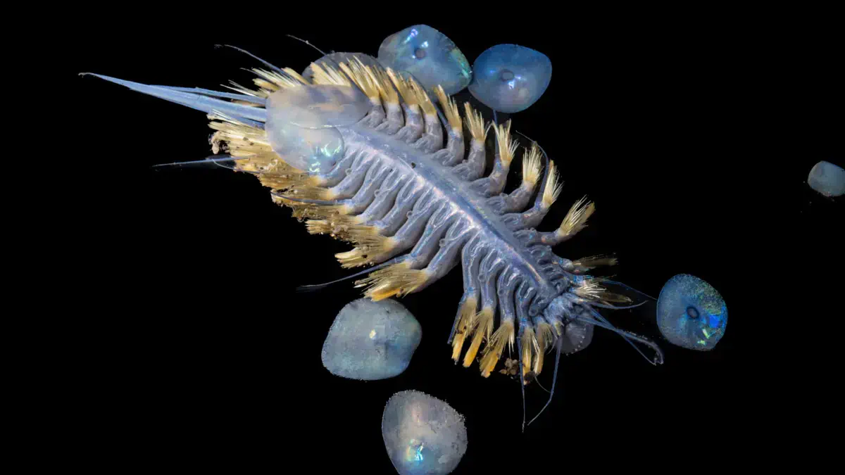 Фото: Оcean Сensus