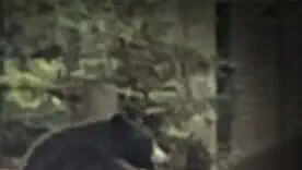 У зоопарку з'явився "дуже ввічливий" дикий ведмідь-спостерігач
